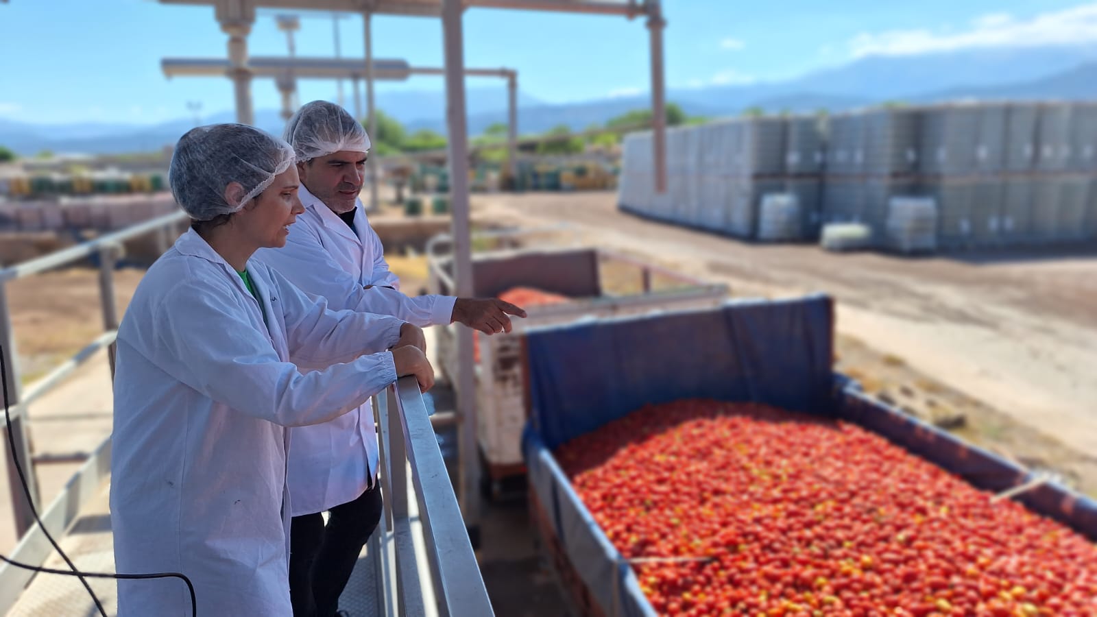 Agroandina estima llegar en 2024 a los 40 millones de kilos de tomates procesados.