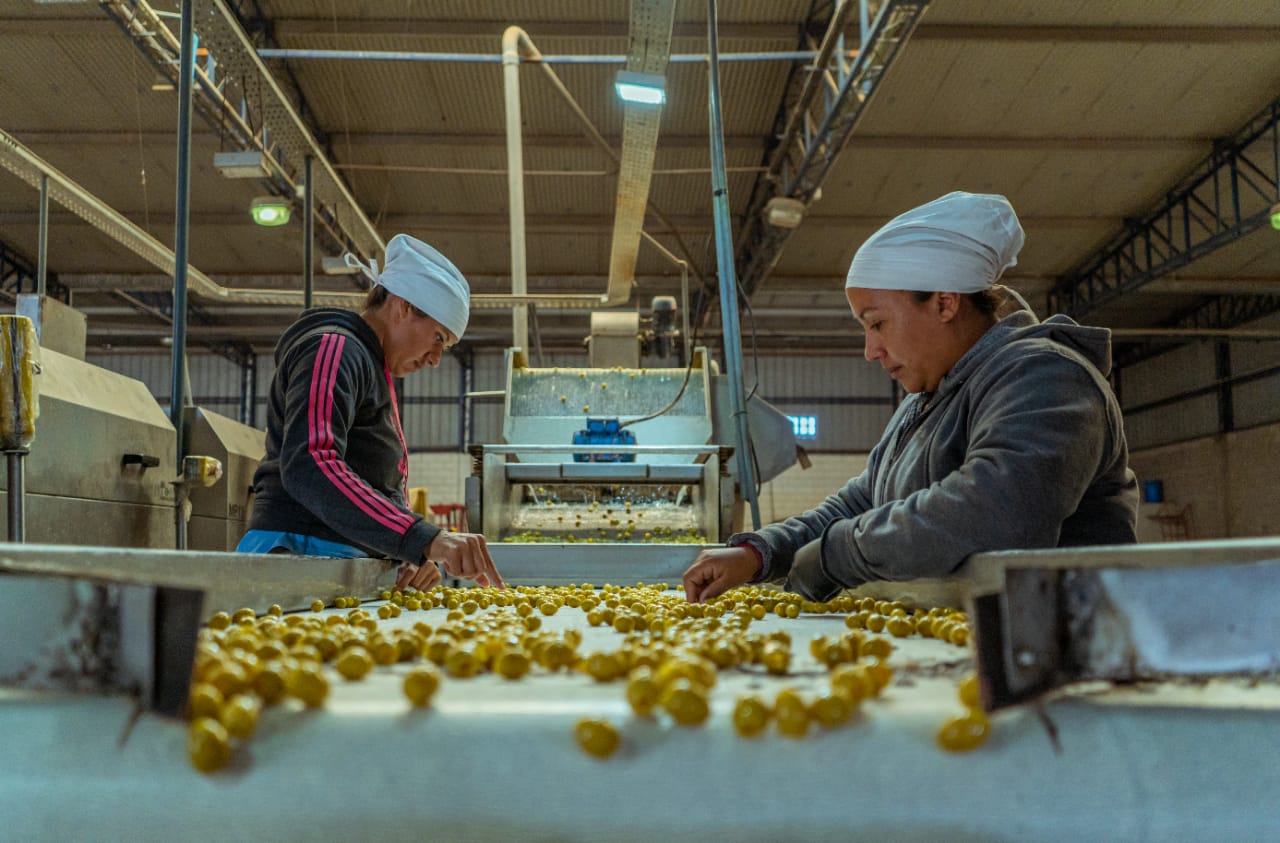 Agroarauco: una empresa olivícola con trayectoria y alta producción local