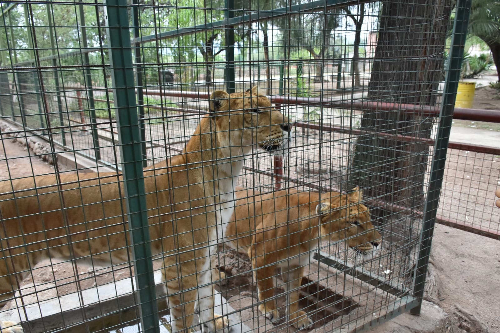 La Municipalidad de La Rioja trasladará 19 grandes felinos de su exzoológico a un santuario en Entre Rios