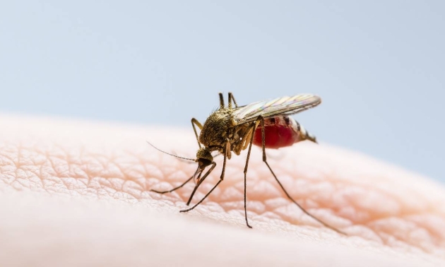 La Rioja ahora registra 5 casos de dengue, uno de los cuales es autoctono
