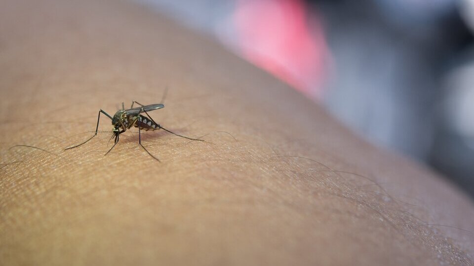 Se confirmó la tercera muerte por dengue en La Rioja: el paciente tenía 74 años.