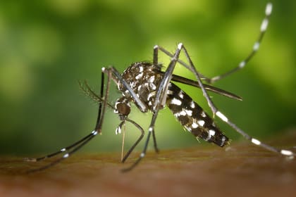 Dengue. Hay un amesetamiento de contagios pero recomiendan mantener cuidados.