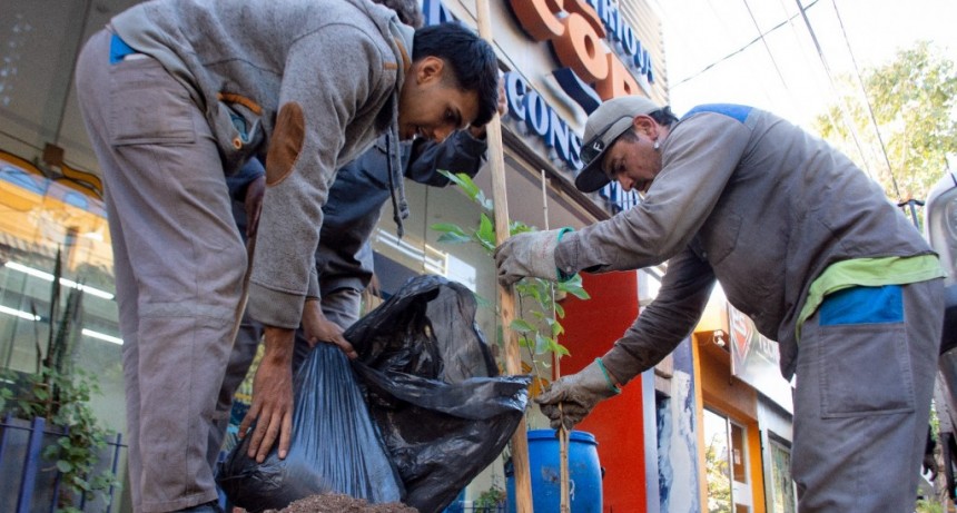 El municipio impulsa un plan de reforestación en el microcentro