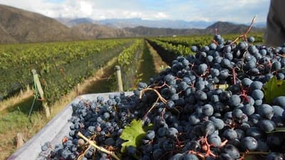 Alerta en la industria del vino: crece la preocupación en La Rioja por un proyecto libertario que busca eliminar la Coviar