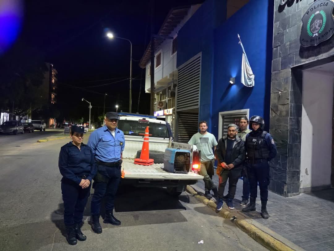 El Municipio Capital rescató a una pichón Condor Andino.