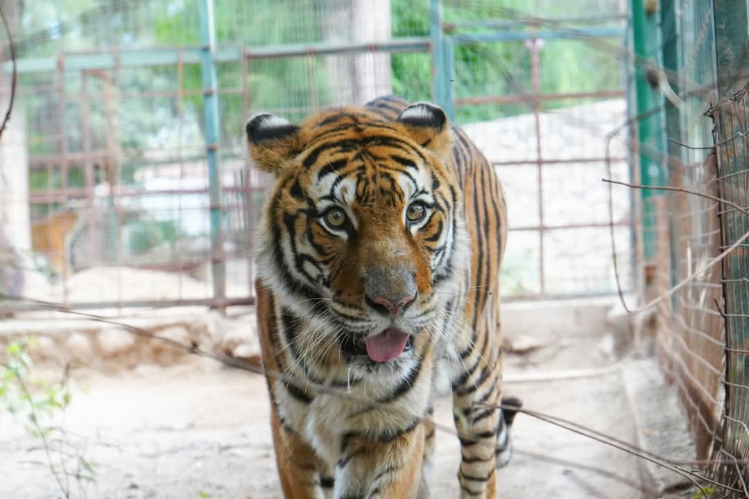 El Municipio Capital comienza los traslados de grandes felinos al santuario Tekove Mymba