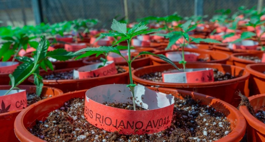 El primer aceite de cannabis riojano está pronto a ser una realidad