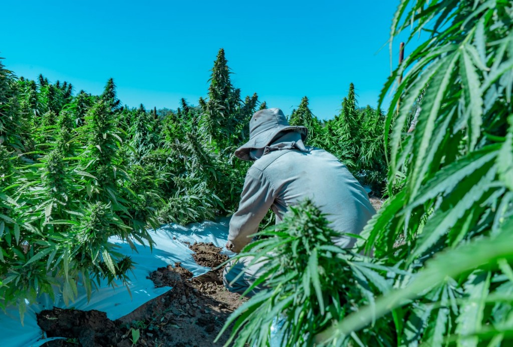 Informan requisitos para que empresas privadas desarrollen actividades vinculadas al cannabis