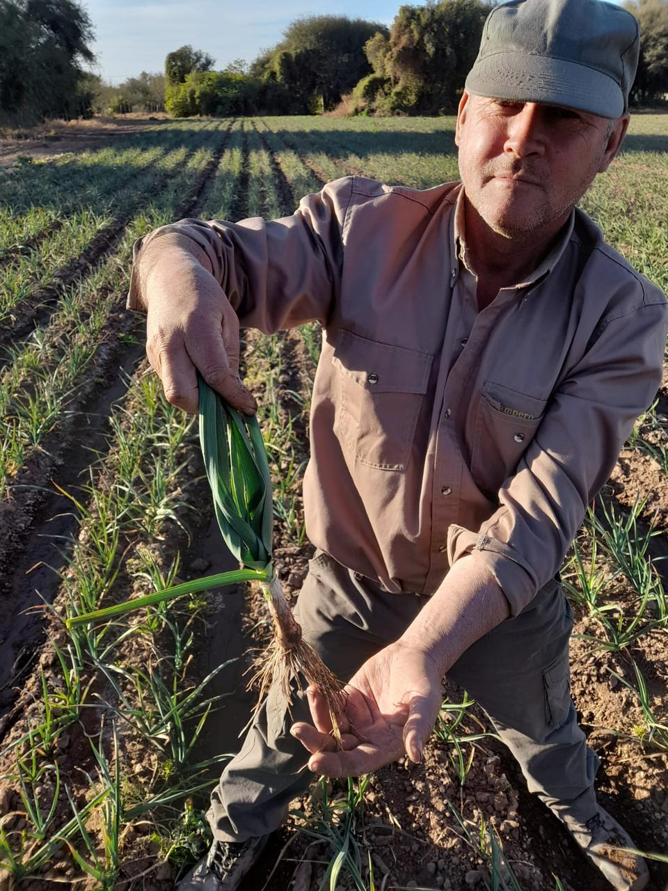 La Rioja avanza en la producción de ajo blanco y morado en Tama.