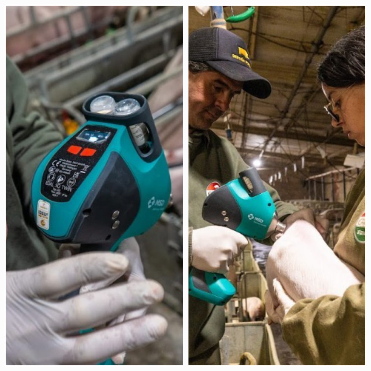 Cerdo de los Llanos incorporó un nuevo sistema de vacunación que mejora la salud animal y la calidad de la carne