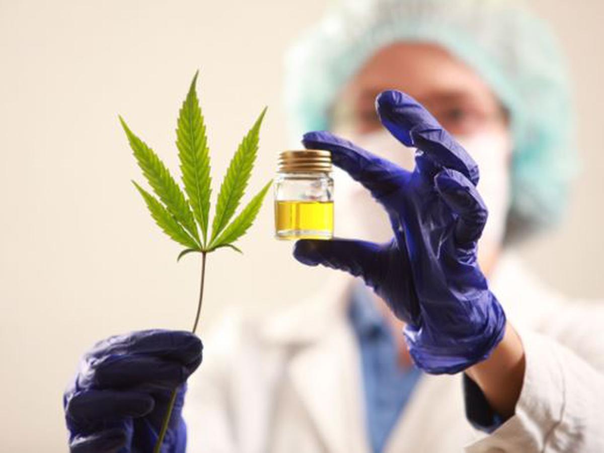 Investigarán el uso del cannabis medicinal para tratar la migraña