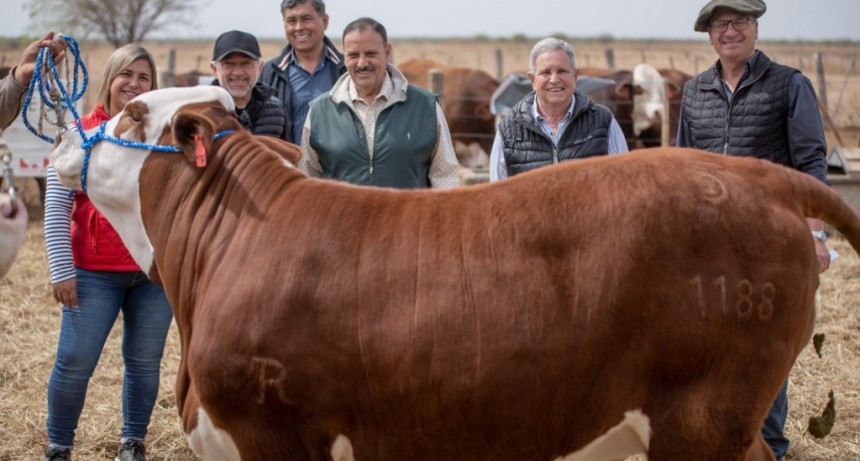 El gobernador participó de la Jornada de Campo donde se expusieron las razas Brangus y Braford