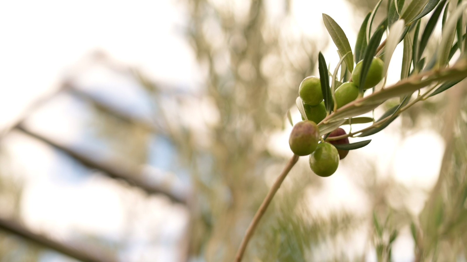 Parque Eólico Arauco generará energías limpias utilizando carozos de aceitunas.