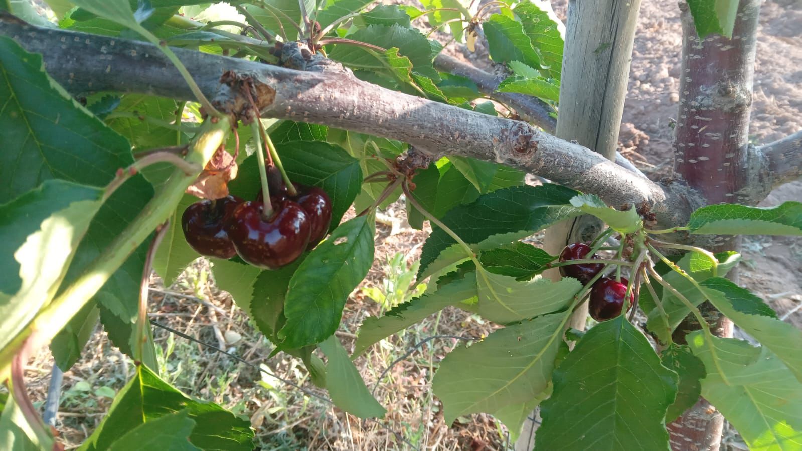 Cereza temprana riojana, una realidad que comienza a dar sus frutos.